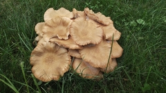 Desarmillaria caespitosa
