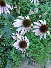 Echinacea