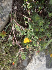 Hypericum nagasawae