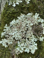 Ricasolia quercizans