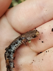 Hemidactylium scutatum