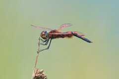 Celithemis elisa