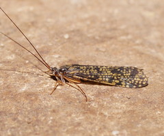 Baliomorpha banksi