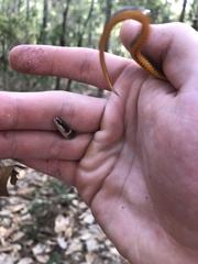 Diadophis punctatus punctatus