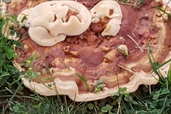 Ganoderma sessile