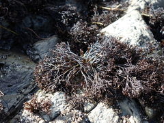 Psilophycus alveatus