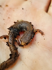 Hemidactylium scutatum