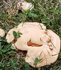 Ganoderma sessile