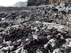 Psilophycus alveatus