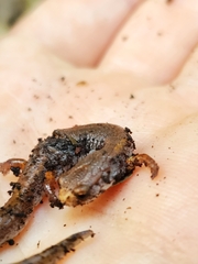 Hemidactylium scutatum