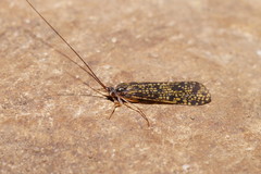 Baliomorpha banksi