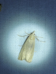 Macrochilo orciferalis