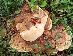 Ganoderma sessile