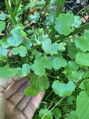 Hydrocotyle americana