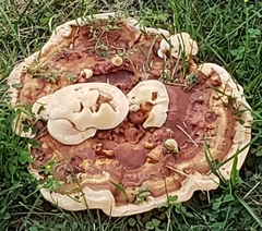 Ganoderma sessile
