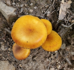 Omphalotus subilludens