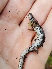 Hemidactylium scutatum