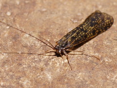 Baliomorpha banksi