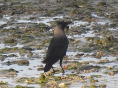 Corvus splendens