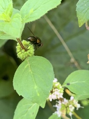 Calyptratae