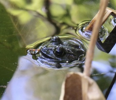 Lithobates grylio