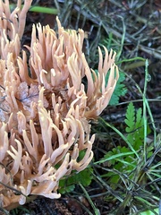 Ramaria testaceoflava