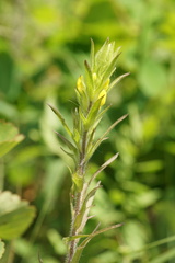 Orthocarpus luteus