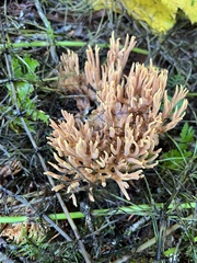 Ramaria testaceoflava