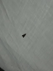 Macrostemum zebratum