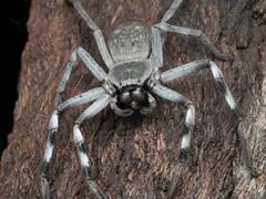 Holconia nigrigularis