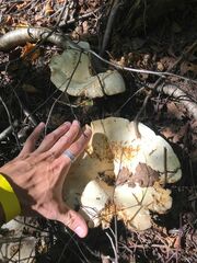 Lactifluus deceptivus