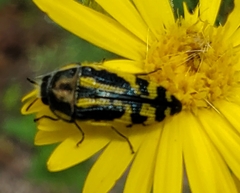 Acmaeodera amplicollis