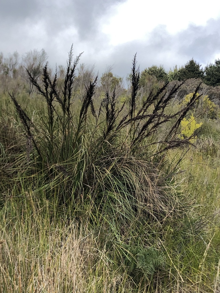 Red-fruit Saw-sedge