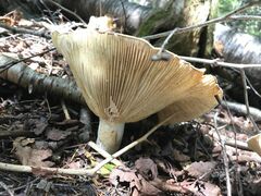 Lactifluus deceptivus