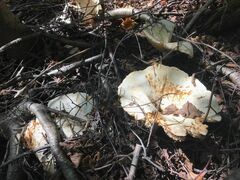 Lactifluus deceptivus