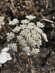 Apiales