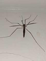 Tipula oleracea
