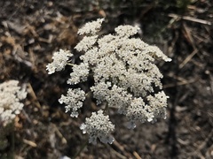 Apiales