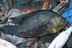 Amphilophus trimaculatus