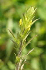 Orthocarpus luteus