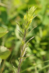 Orthocarpus luteus