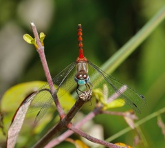 Sympetrum ambiguum