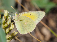 Colias christina