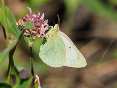 Colias christina
