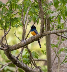 Trogon caligatus