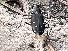 Cicindela ocellata rectilatera