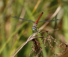 Sympetrum ambiguum