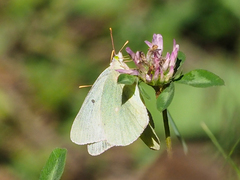 Colias christina