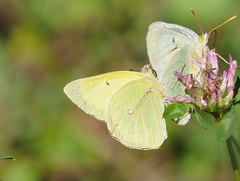 Colias christina