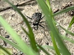 Cicindela ocellata rectilatera